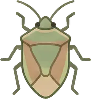 Osuruk Böceği (Kahverengi Kokarca) hizmetini temsil eden görsel